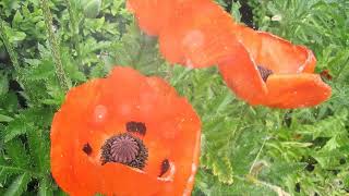 How to Grow Poppy [upl. by Icrad]