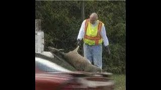 💥WHO TO CALL TO REMOVE DEAD DEER FROM PROPERTY NEAR ME💥 [upl. by Uile]