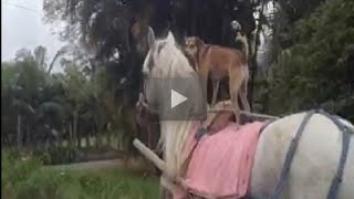 Cachorro passeia montado em cavalo em Schroeder no Norte de SC [upl. by Tserof]