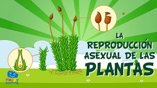 LA REPRODUCCIÓN ASEXUAL DE LAS PLANTAS  Vídeos Educativos para Niños [upl. by Weissman728]