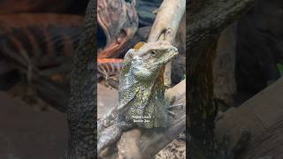 Frilled Lizard  frilled lizard denver zoo colorado usa reptiles australia neck dragon [upl. by Lerrehs]