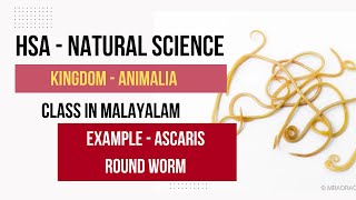 Ascaris  NematodaAschelminthesHSA Natural ScienceKingdom AnimaliaClass in MalayalamKTETpsc [upl. by Comptom]