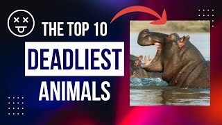 Top 10 DEADLIEST Animals In The World Creatures YOU should fear [upl. by Garlinda85]