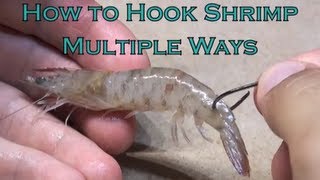 How to Hook Shrimp Multiple Ways [upl. by Dianne]