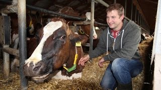 Bio und konventionell Blick in zwei MilchBauernhöfe [upl. by Nary]