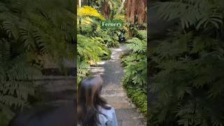 aucklandcity fernery life aucklandlife ferns greenhouse greenhousefloweringplants [upl. by Cull]