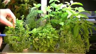 AeroGarden Herb Garden Week 7 Pruning [upl. by Maidy400]