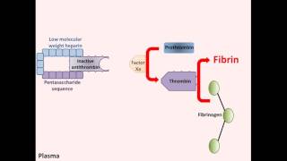 Heparin  Mechanism of Action [upl. by Leor264]