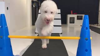 Lagotto agility training [upl. by Nollahp]