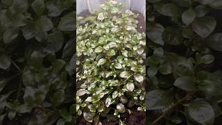 Ludwigia Repens Emersed 1 Month Update 2nd tub 🌱 [upl. by Enamrahs]