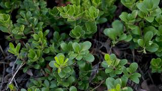 Arctostaphylos uvaursi  Bearberry [upl. by Waal]