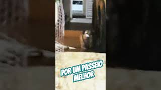 Atividade fundamentalpets adestramento cães obediência pet passeio voltinha [upl. by Gilmour]