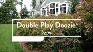 Spirea Double Play Doozie [upl. by Koblick411]