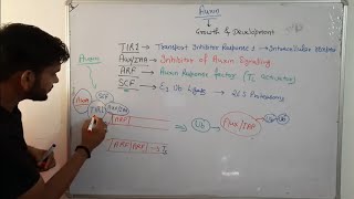 Signalling pathway of AuxinPhytohormoneCSIR NET in Hindi [upl. by Benedetta]