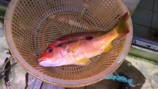 Lutjanus vitta 畫眉笛鯛 赤筆 縱帶笛鯛 Brownstripe red snapper [upl. by Eeclehc]