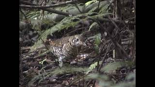 Grey shrikethrush and Bassian thrush OReillys Rainforest Retreat Australia [upl. by Dari184]