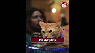 Experience this Unique amp Amazing cat show with your loved ones in Hyderabad❗ [upl. by Rachael]