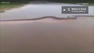 VERIFY Viral video claims to show 50foot anaconda [upl. by Ycat]