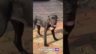 quotFrom Pup to Powerhouse The Stunning Growth of a Pedigree Cane Corso at 8 Monthsquot [upl. by Icats]