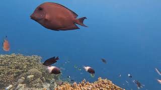 Leaving a GoPro at a Maldives Coral Reef dropoff [upl. by Yramesor]