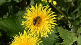 Tiere Biene  Löwenzahn  Bestäubung von Blüten  Honigbiene  Pollen  Honig  Insekten [upl. by Lomax]