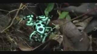 Dendrobates auratus Frog fight [upl. by Nacul]