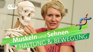 Muskeln amp Sehnen  Haltung und Bewegung  einfach erklärt  alpha Lernen erklärt Biologie [upl. by Nawuj617]