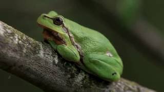 Laubfrosch im Gebüsch u nachts rufend  Tree frog calling at night [upl. by Jepson]