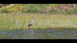 Paddling Pitt Lake Pitt Meadows  Beautiful British Columbia [upl. by Valina]