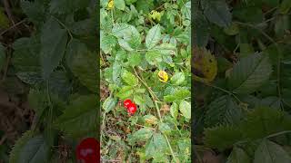 Foraging for rosehips to make rosehip soup nature plants foraging 🍲 [upl. by Donohue349]