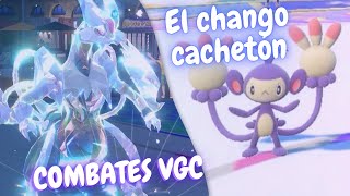 ❄️ KYUREM VENTICAS GOD amp AMBIPOM PALMA RAUDA 👊 COMBATES VGC 👑 Pokémon SV  rentalteam playpokemon [upl. by Ennaul]