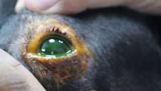 A dog rubs his left eye vigorously [upl. by Fairman]