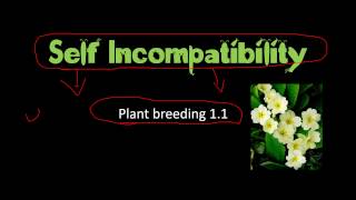 Self incompatibility in plants and significance in plant breeding [upl. by Eiveneg]