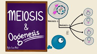 Meiosis  Oogenesis  Gametogenesis  Human Embryology  Reproductive Physiology [upl. by Derna]