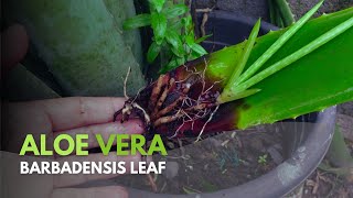 Propagating Aloe vera Barbadensis Leaves [upl. by Stanzel]