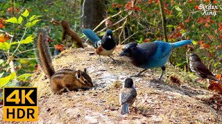 Cat TV for Cats to Watch 😺 Autumn Birds Chipmunks and Squirrels 🐦🐿️ 8 Hours4K HDR [upl. by Revorg]