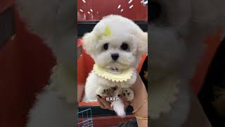 The little Bichon Frise going to Hebei for happiness Korean Bichon Frise Small Bichon Frise C [upl. by Casteel]