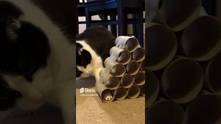 Paws and Wits  kluge Katze Salut😹lustige Katzenvideos 😻 shorts cats [upl. by Heigl]