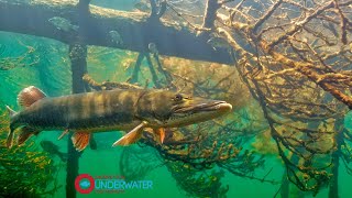 Super Clear Muskie Underwater Video FootageEngbretson Underwater Photography [upl. by Landahl]