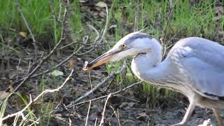 REIGER aan de maaltijd 1 [upl. by Pengelly647]