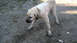 Türk Kangal Köpeği Karabaş  Gerçek itlerce zehirlenen kangal köpeğim [upl. by Eninnaej288]