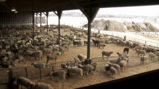 Ontario Lamb Farming [upl. by Attenborough158]