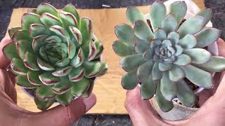 ECHEVERIA MEXICAN PULIDONIS VS ECHEVERIA PULIDONIS SUCCULENT CARE TIPS [upl. by Keppel]