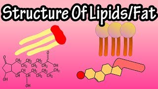 Lipids  Structure Of Lipids  Structure Of Fats  Triglycerides Phospholipids Prostaglandins [upl. by Elise224]