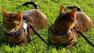 TOYGER CATS ARE PERFECTION [upl. by Nylirem266]