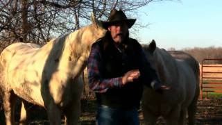 Signs your Horse may be quot FOUNDERING quot  suffering from quot LAMANITIS quot  stall13com videos [upl. by Doy]