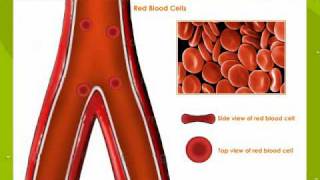 Types Of Blood Cells [upl. by Anoed186]