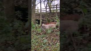 ferreting hunting rabbiting lurcher fieldsports workingdog huntingdog [upl. by Tanhya]