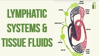 IGCSE Biology Revision  Part 11  Lymphatic System amp Tissue Fluid Formation [upl. by Qerat]