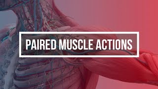 PAIRED MUSCLE ACTIONS [upl. by Ahtoelc]